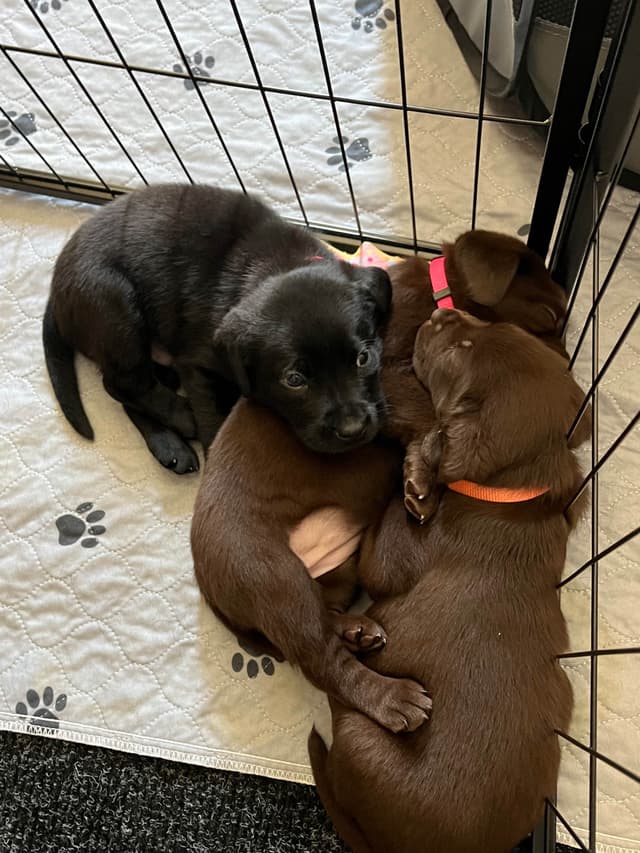Labrador Retriever Puppies media 14