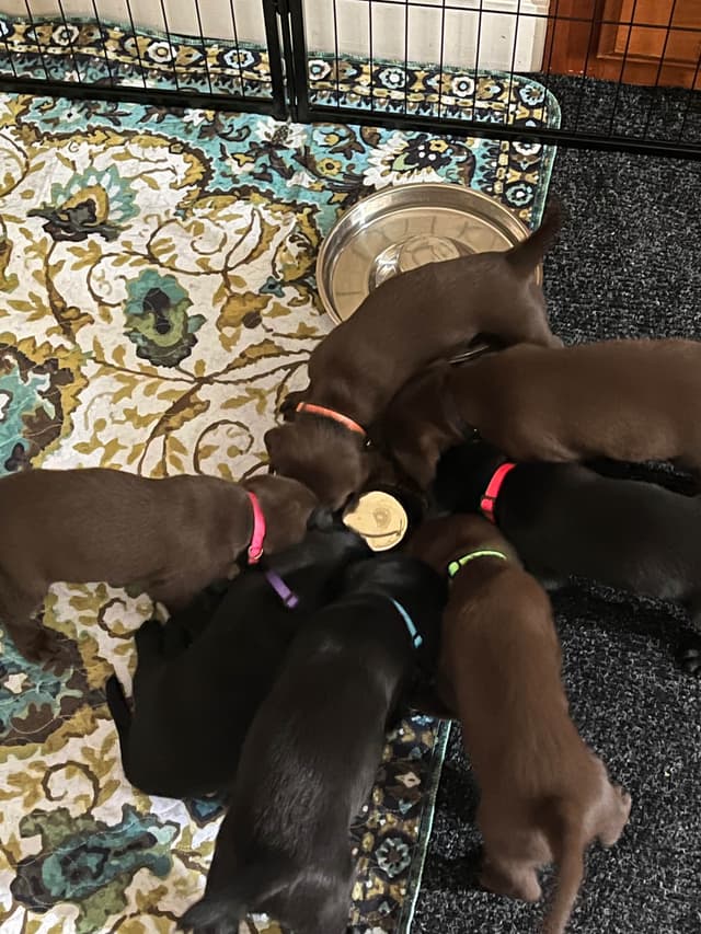 Labrador Retriever Puppies media 15