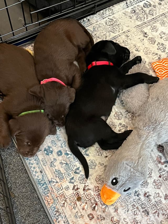 Labrador Retriever Puppies media 16