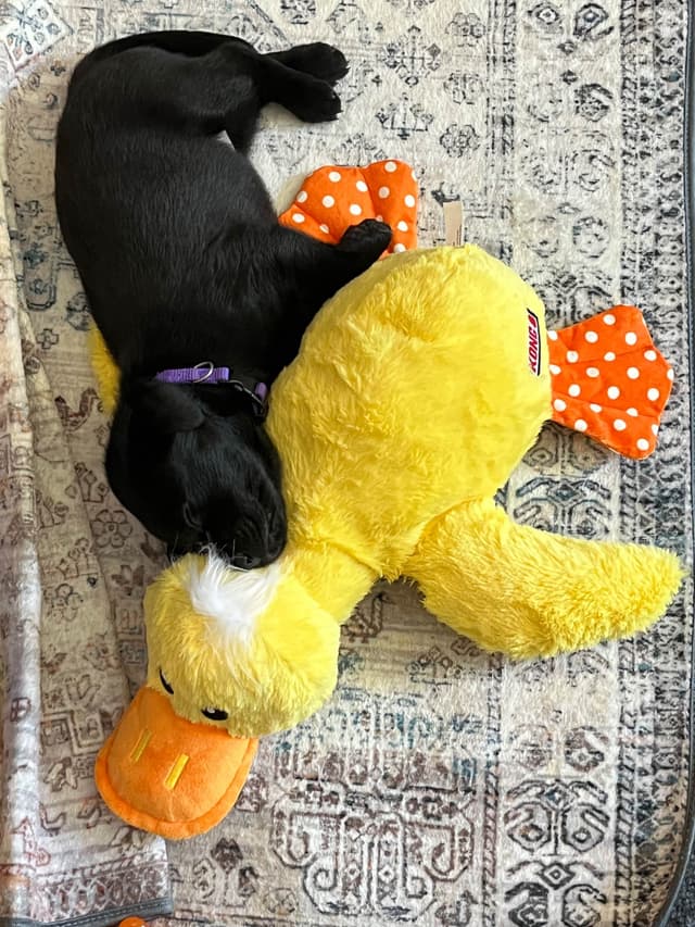 Labrador Retriever Puppies media 17