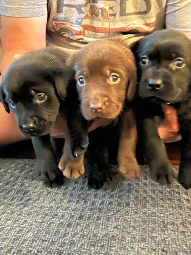 Labrador Retriever Puppies media 18