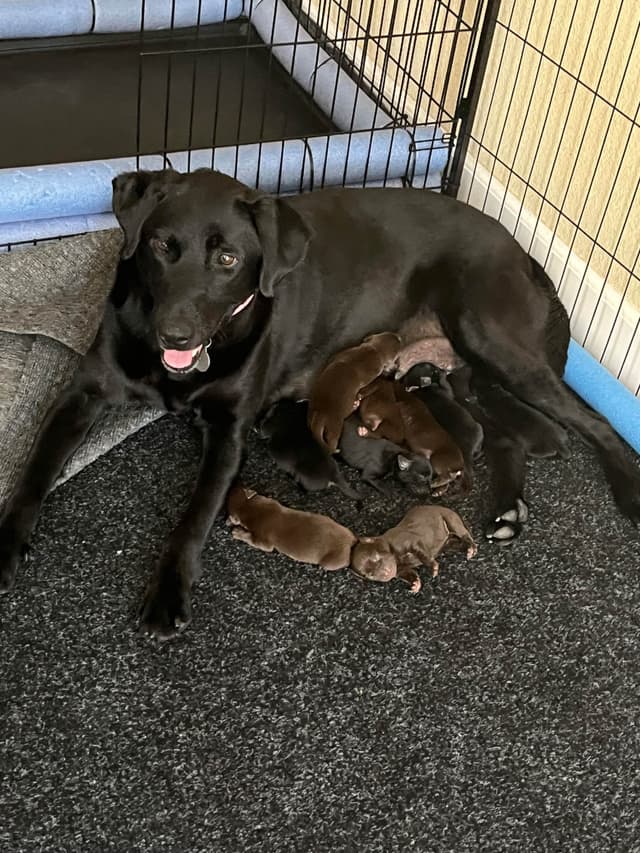 Labrador Retriever Puppies media 19