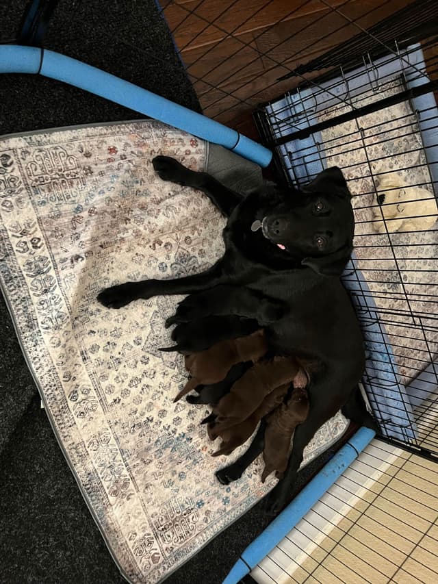 Labrador Retriever Puppies media 20