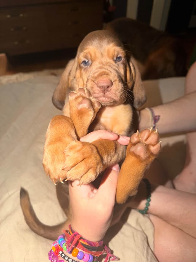 Bloodhound Puppies media 2