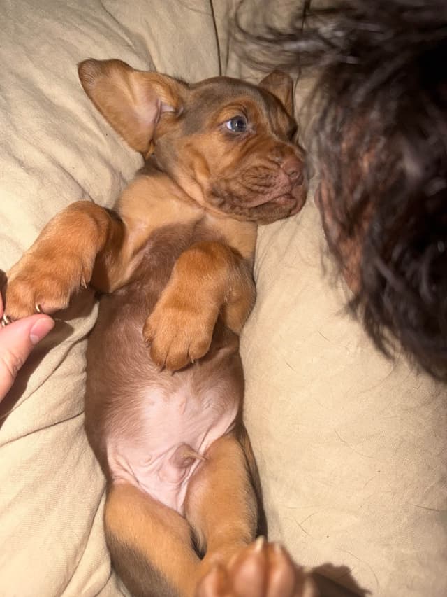 Bloodhound Puppies media 3