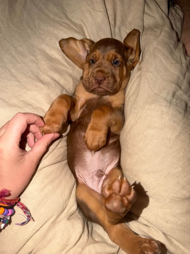 Bloodhound Puppies media 4