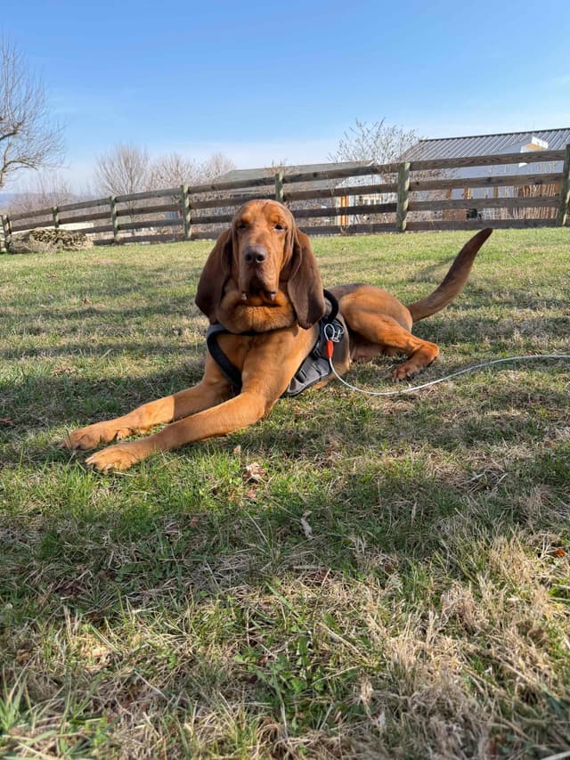 Bloodhound Puppies media 5