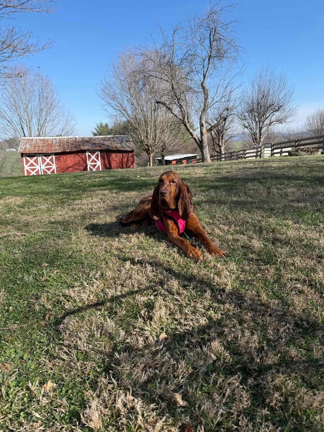 Bloodhound Puppies media 6