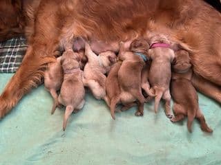 Golden Retriever Puppies media 2