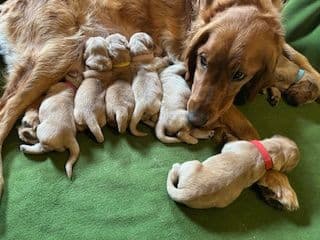 Golden Retriever Puppies media 3