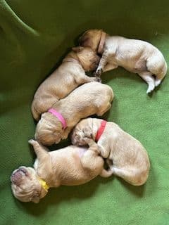 Golden Retriever Puppies media 4