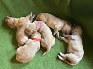 Golden Retriever Puppies media 5