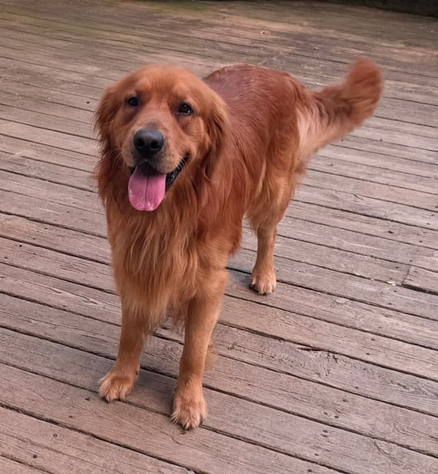 Golden Retriever Puppies media 6