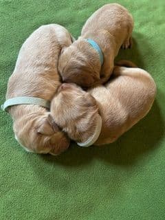 Golden Retriever Puppies media 10