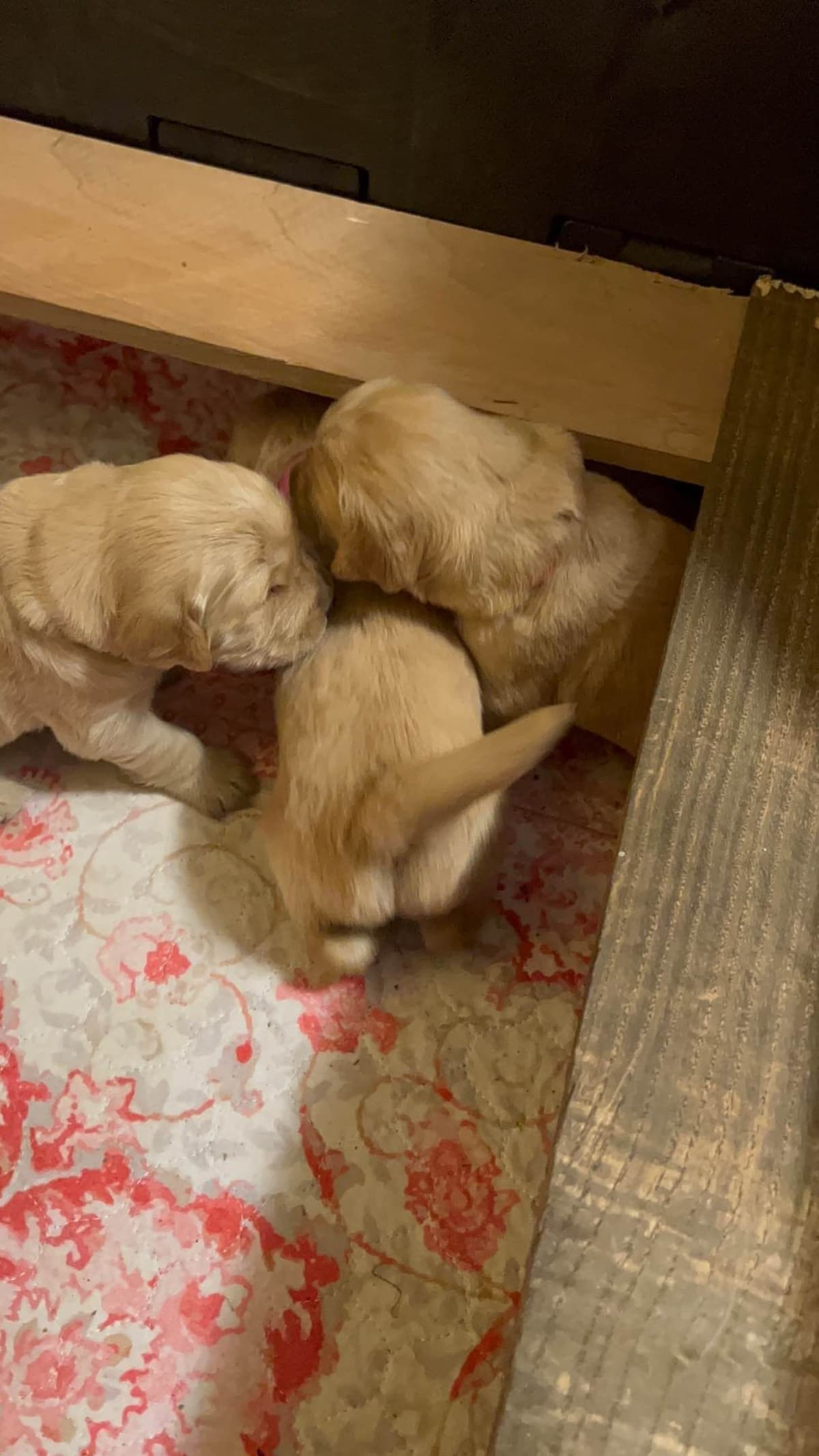 Golden Retriever Puppies breeder image 1