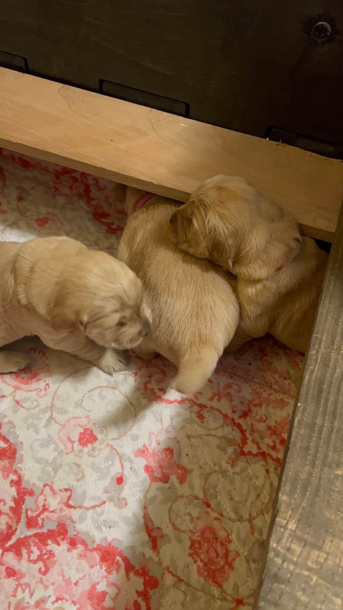 Golden Retriever Puppies breeder image 2