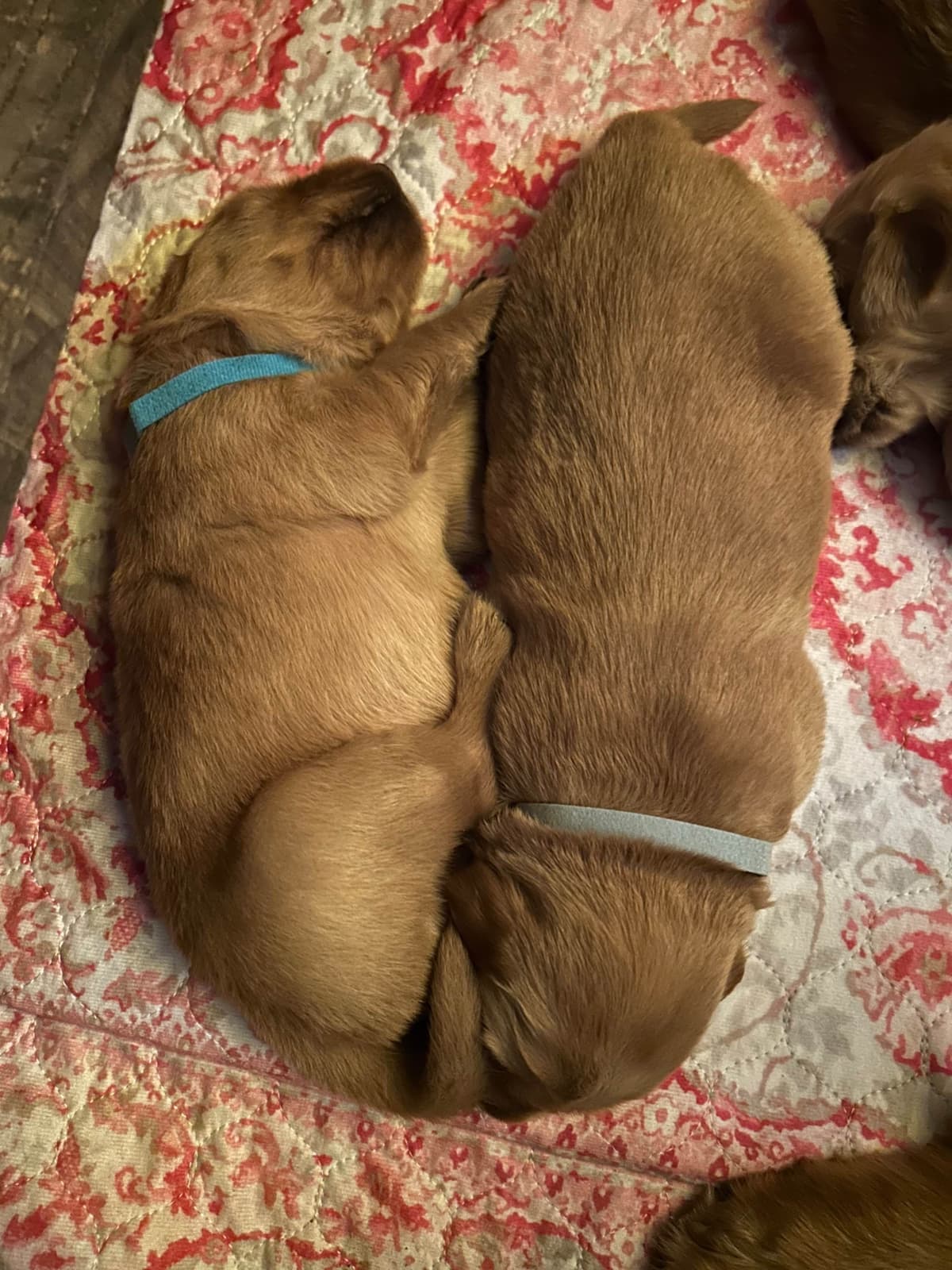 Golden Retriever Puppies breeder image 3