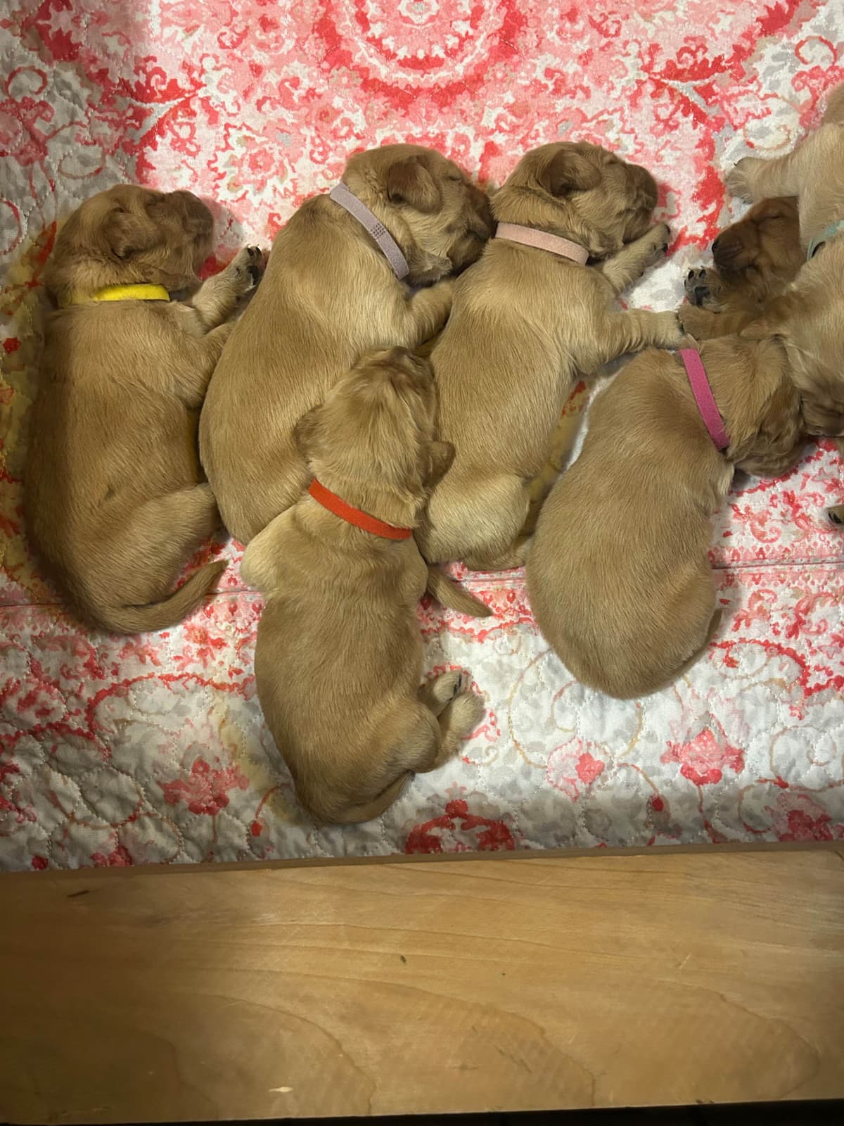Golden Retriever Puppies breeder image 4