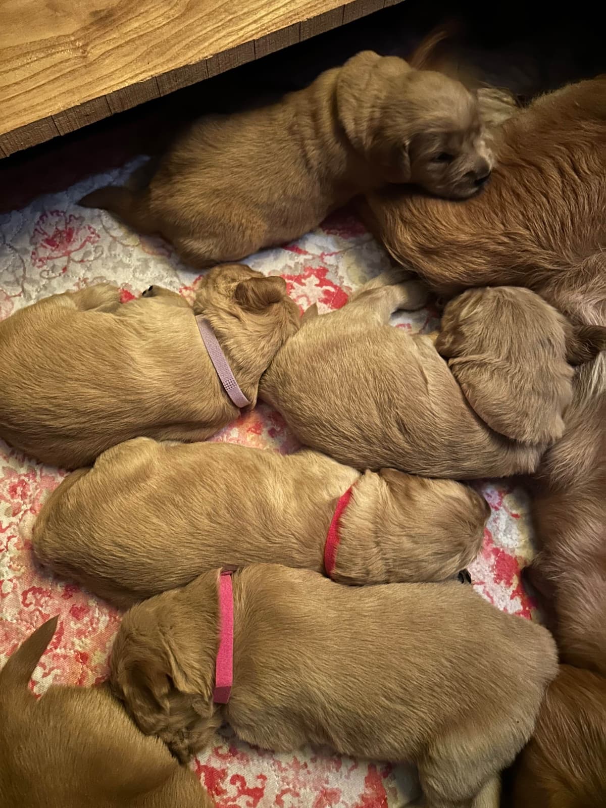 Golden Retriever Puppies breeder image 5