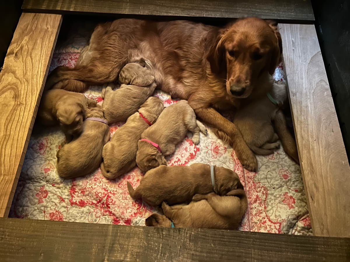 Golden Retriever Puppies breeder image 12
