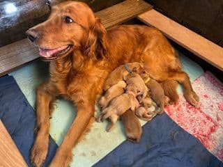 Golden Retriever Puppies breeder image 8