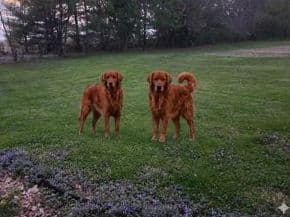 Golden Retriever Puppies breeder image 9
