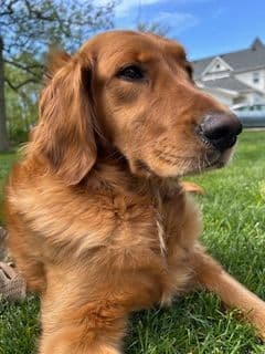 Golden Retriever Puppies breeder image 10