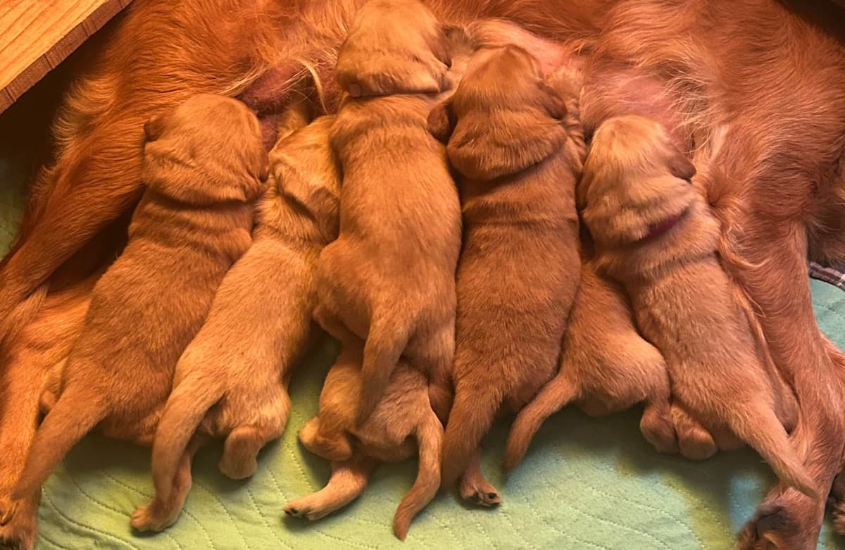 Golden Retriever Puppies breeder image 11