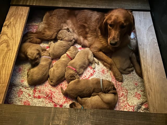 Golden Retriever Puppies media 13