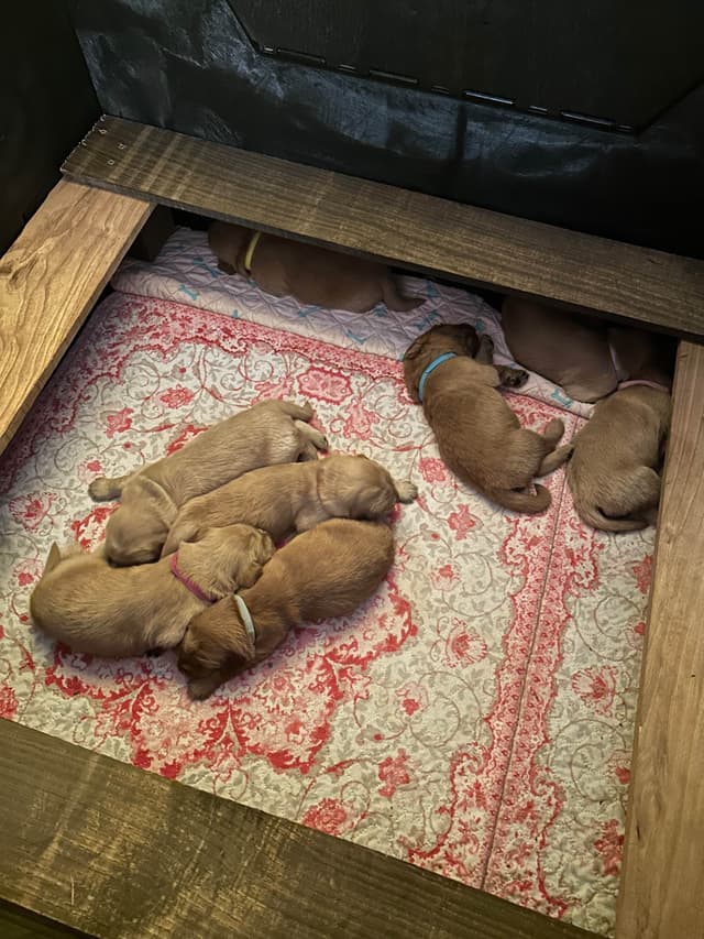 Golden Retriever Puppies media 15