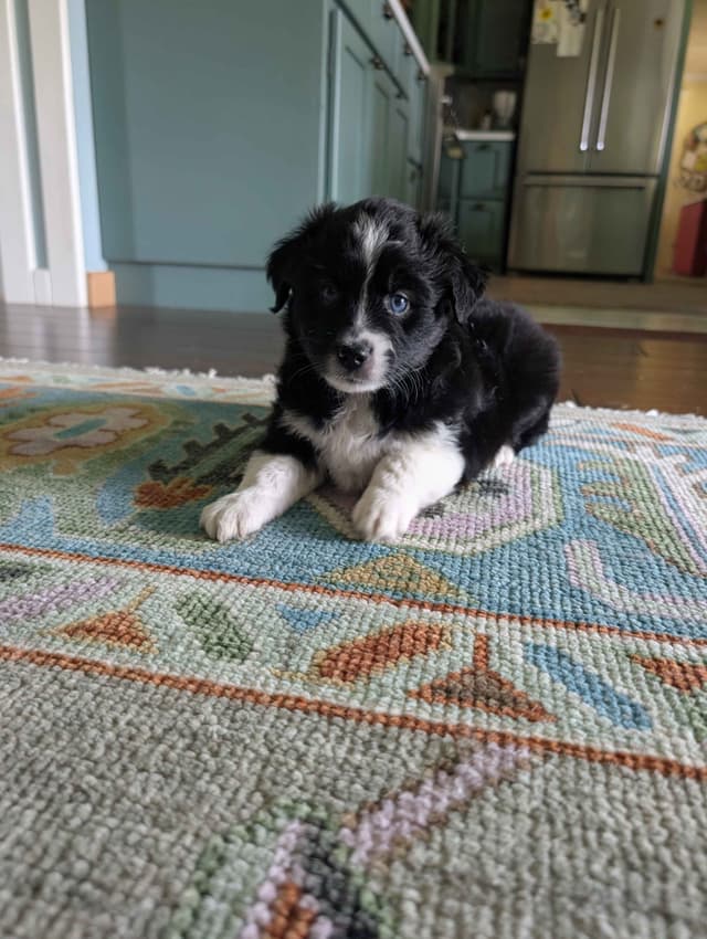 Miniature American Shepherd Puppies media 2