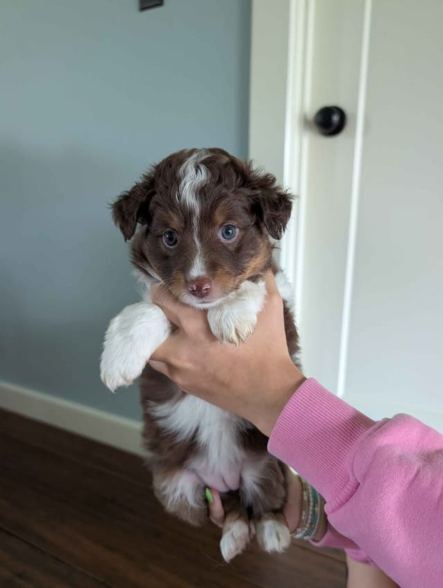 Miniature American Shepherd Puppies media 3
