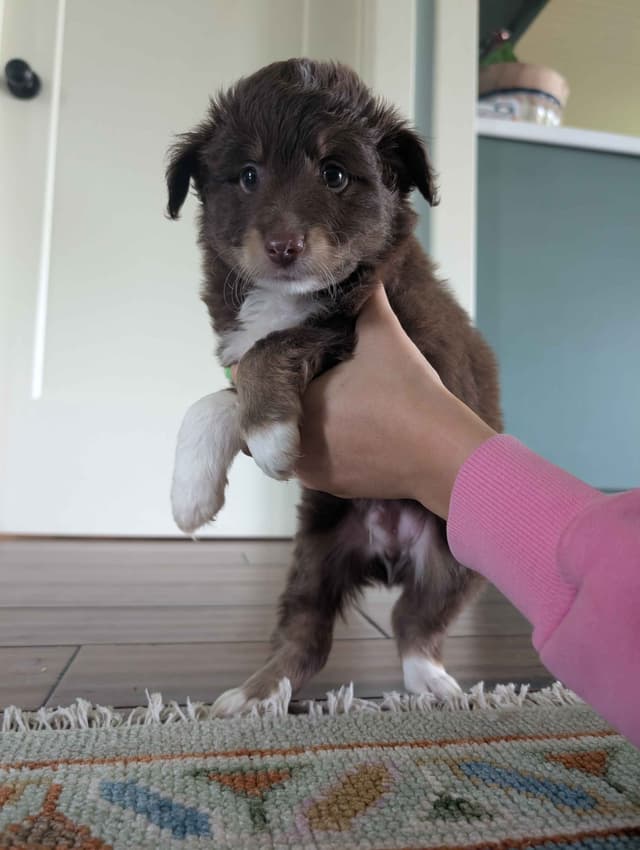 Miniature American Shepherd Puppies media 5