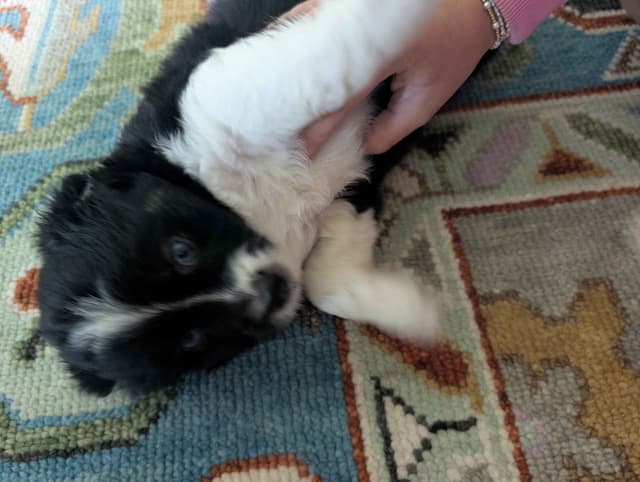 Miniature American Shepherd Puppies media 6