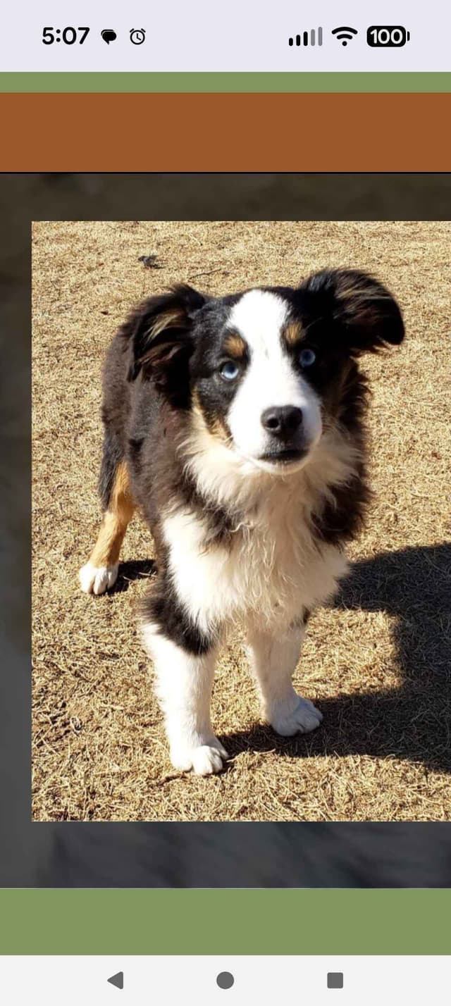 Miniature American Shepherd Puppies media 7