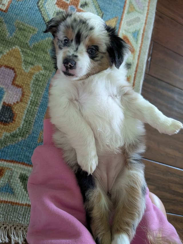 Miniature American Shepherd Puppies media 4