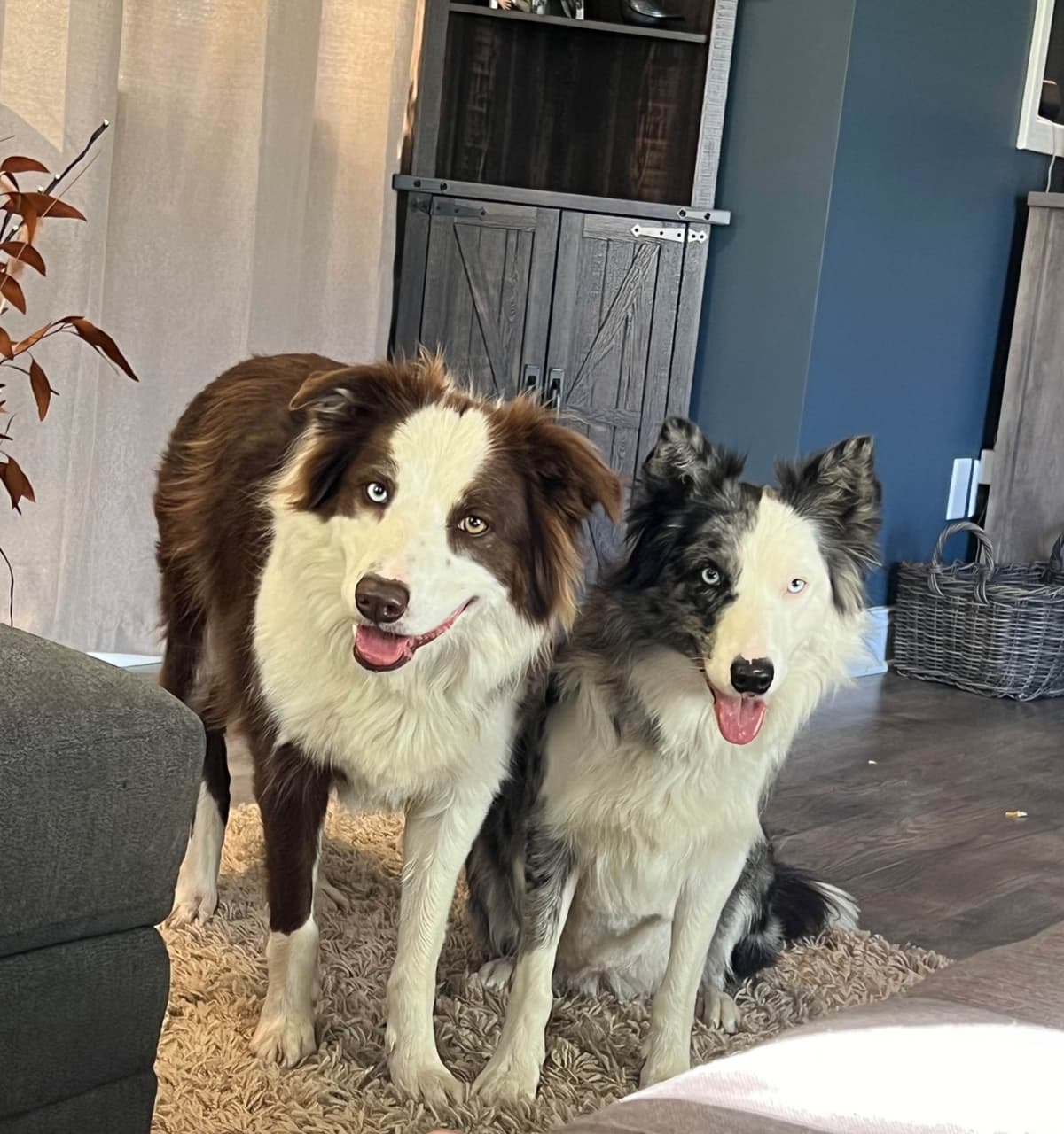 Border Collie Puppies breeder image 4