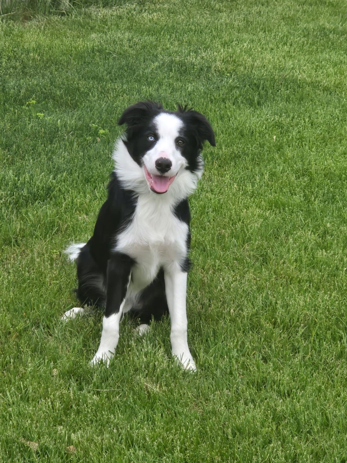 Border Collie Puppies breeder image 3