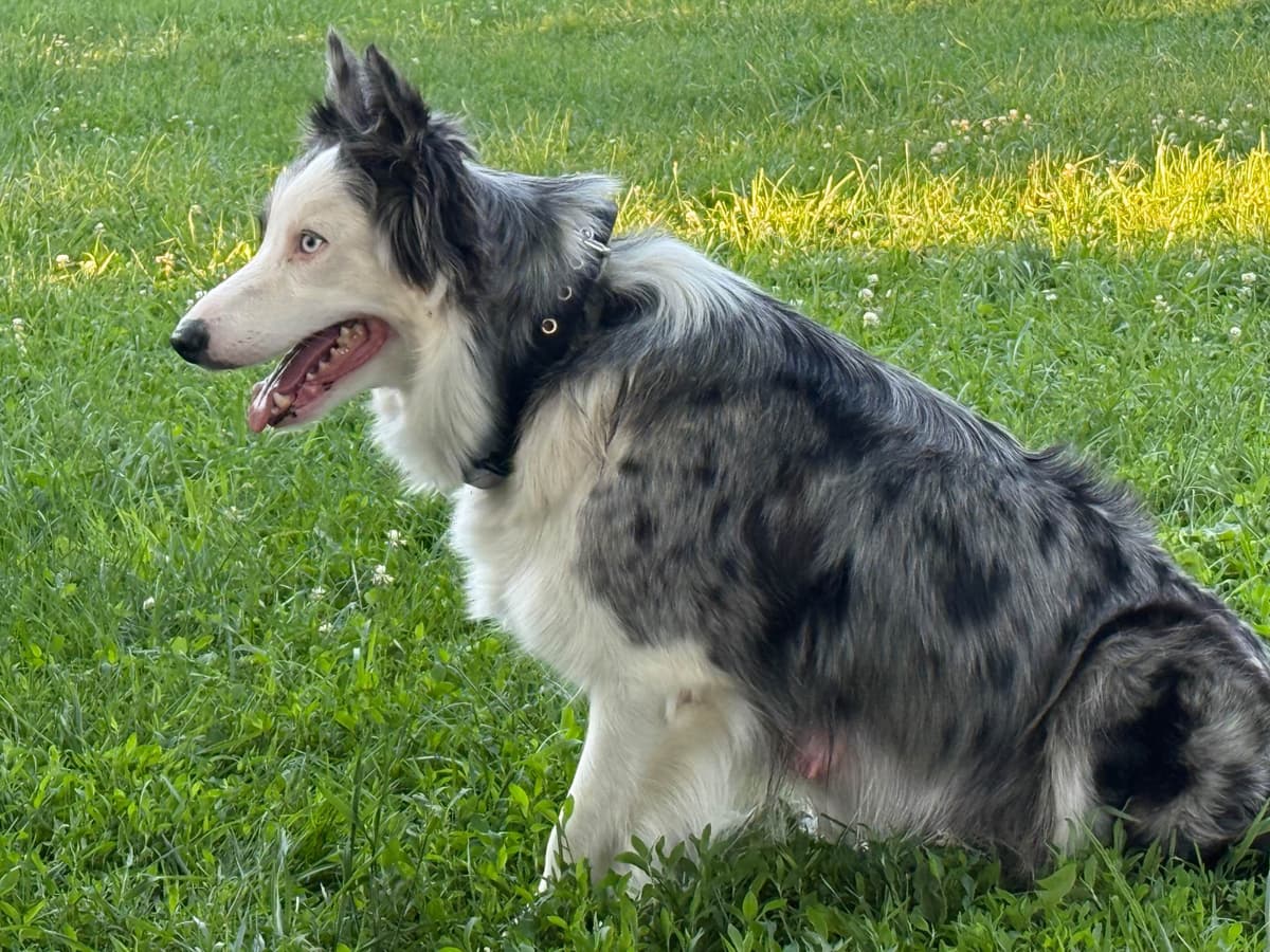 Border Collie Puppies breeder image 5