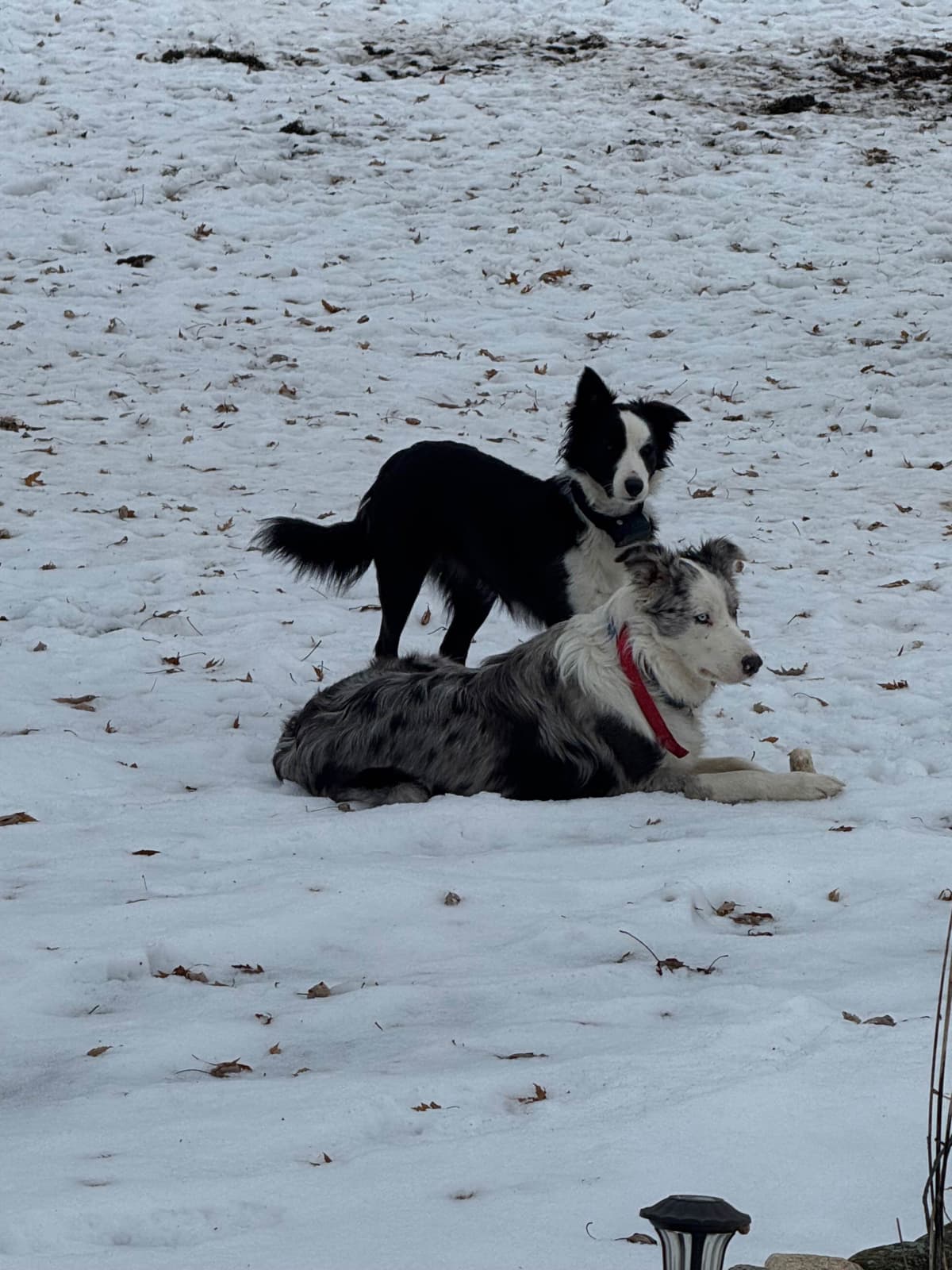 Border Collie Puppies breeder image 6