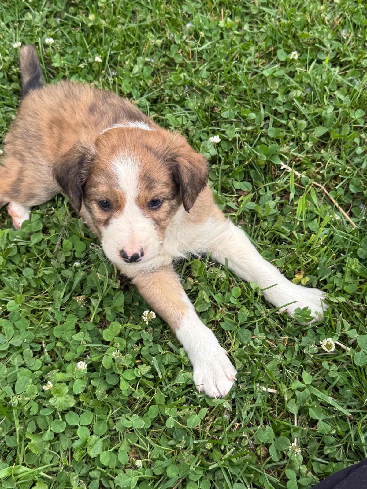 Border Collie Puppies breeder image 7