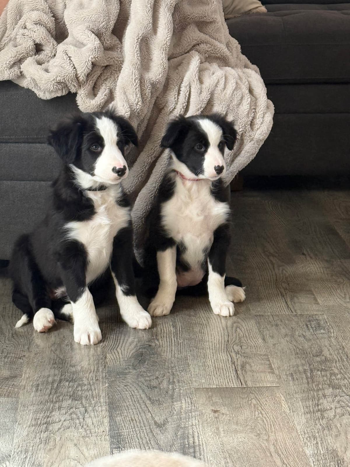 Border Collie Puppies breeder image 9