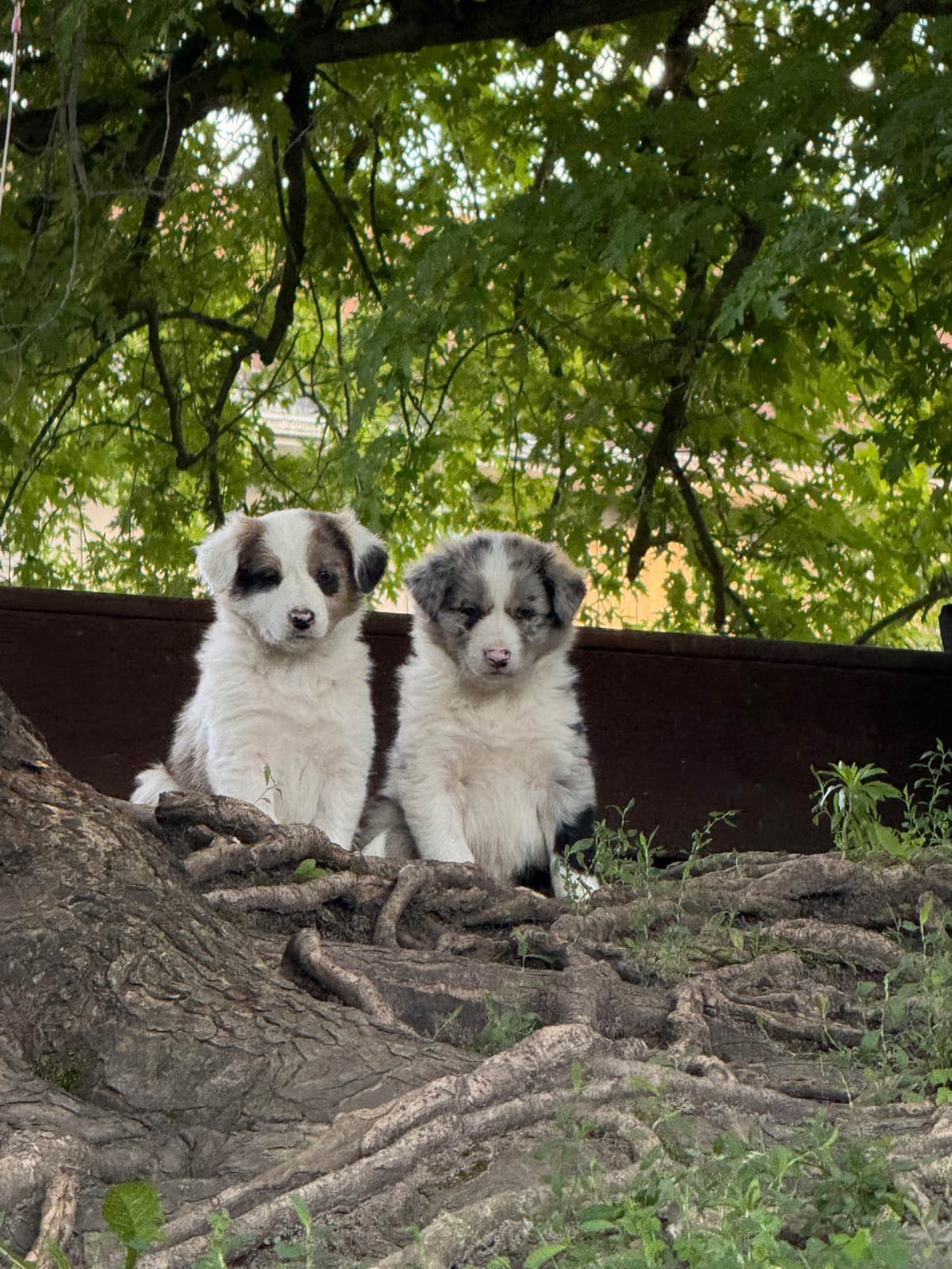 Border Collie Puppies breeder image 11