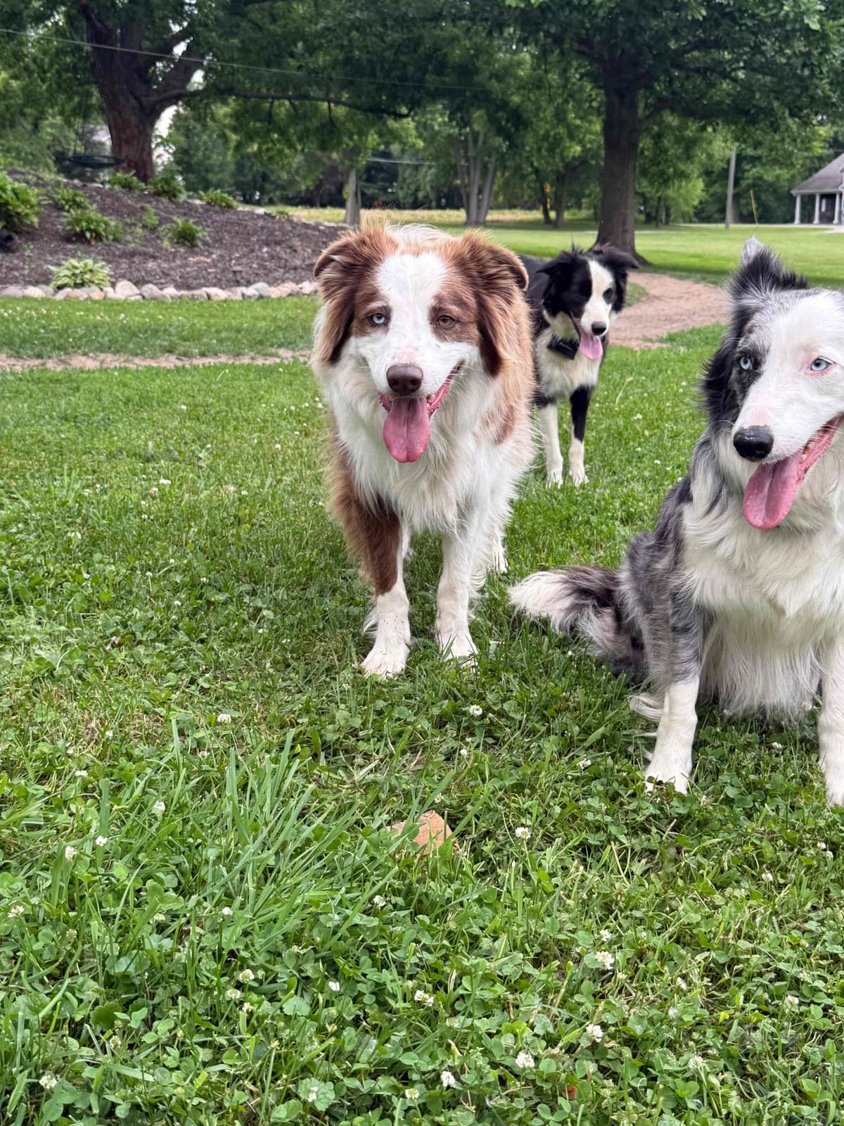 Border Collie Puppies breeder image 13