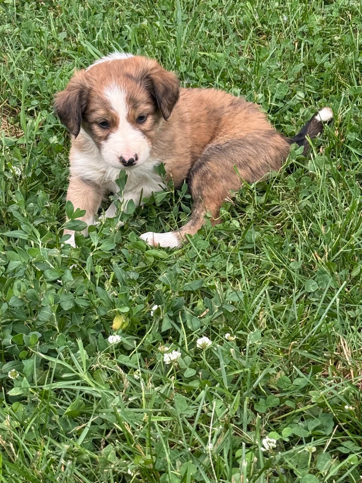 Border Collie Puppies breeder image 12