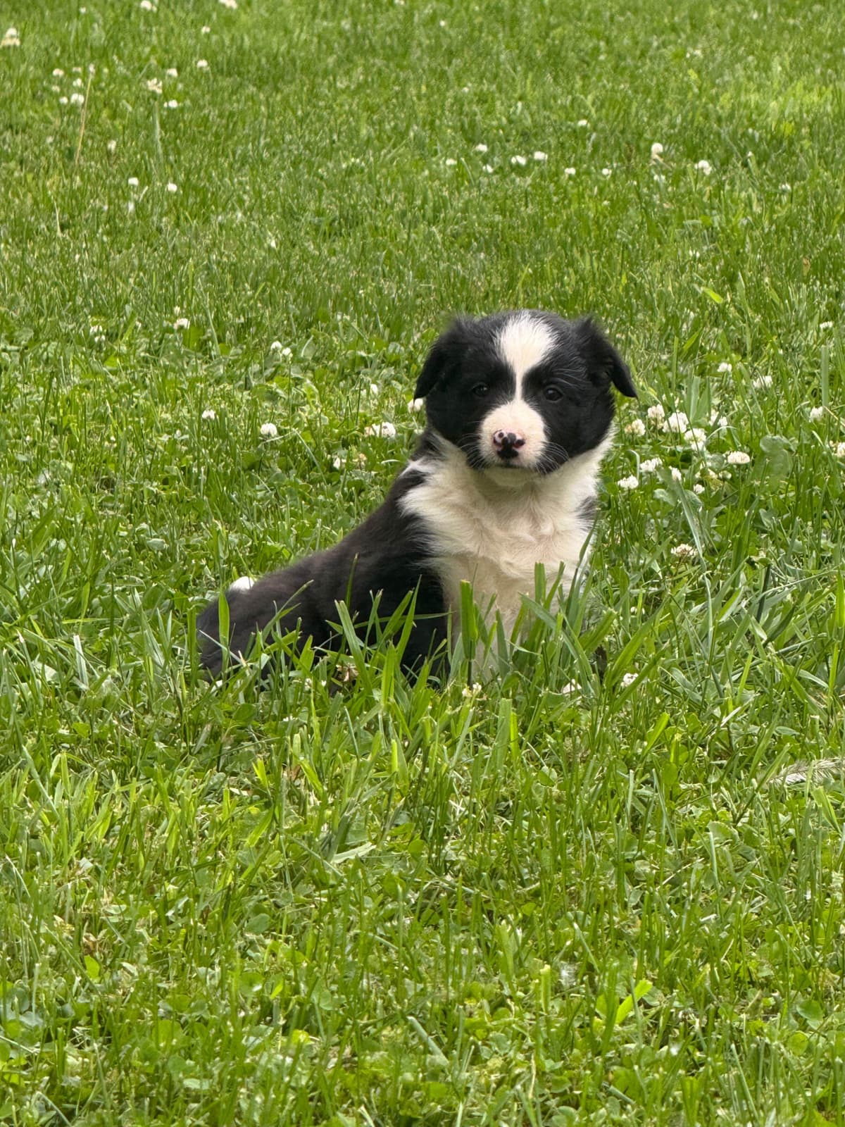Border Collie Puppies breeder image 14