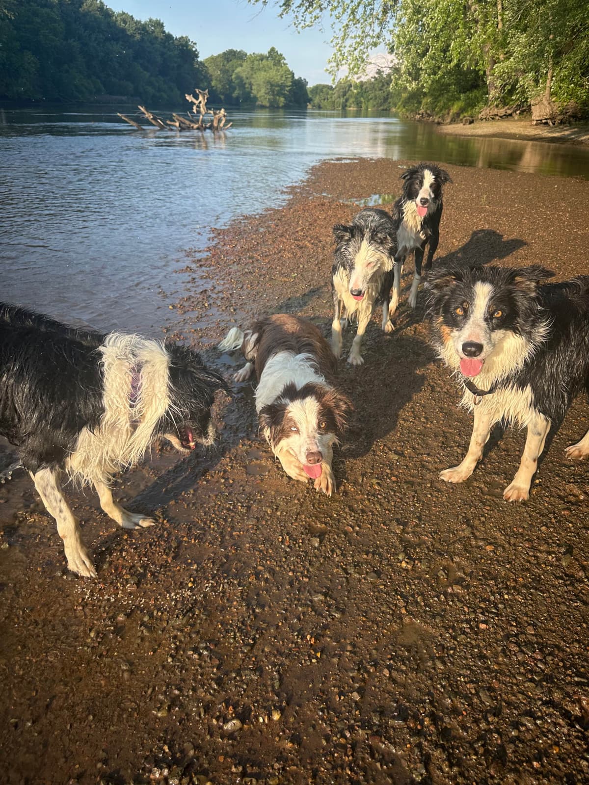 Border Collie Puppies breeder image 15