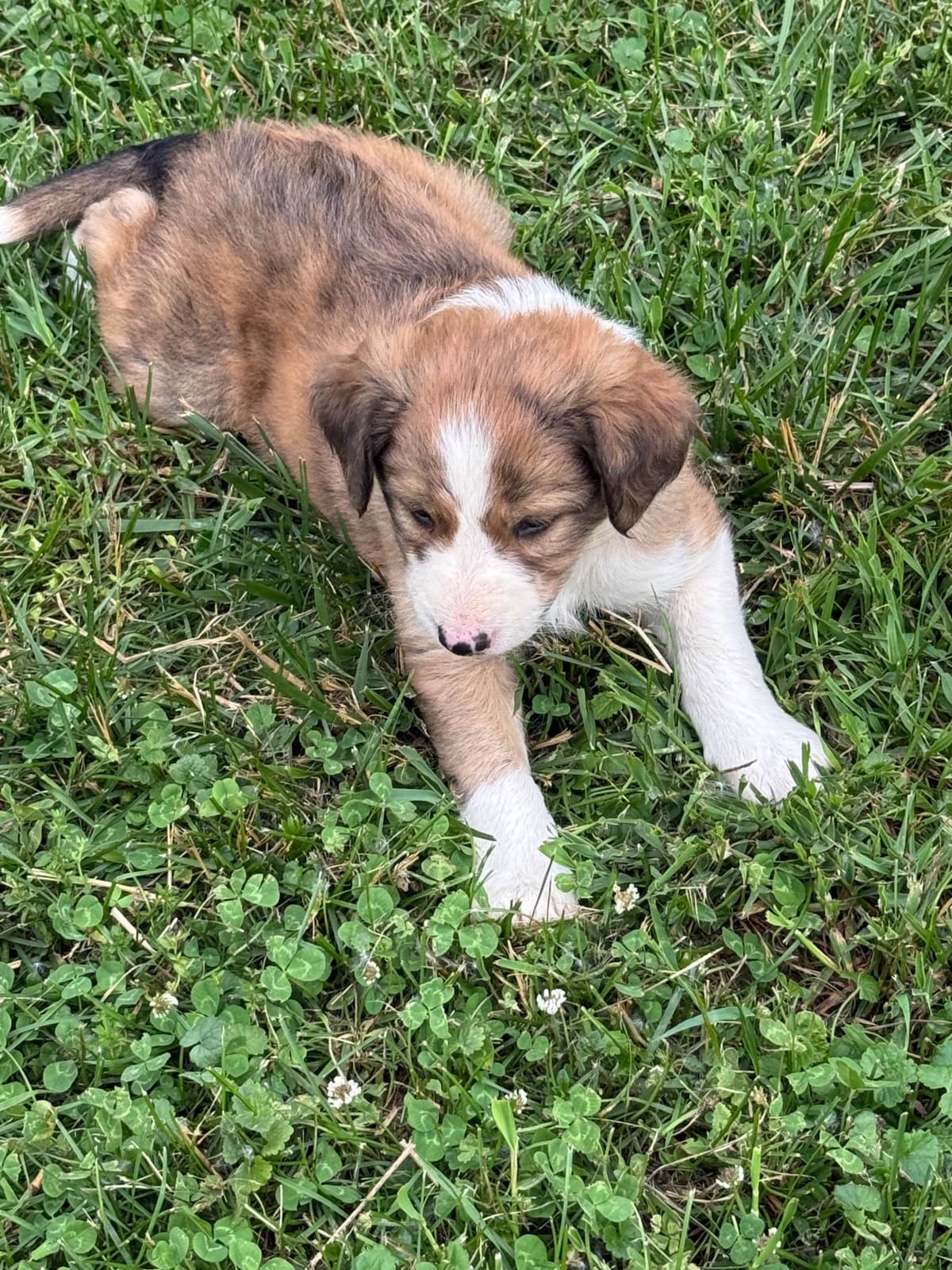 Border Collie Puppies breeder image 17