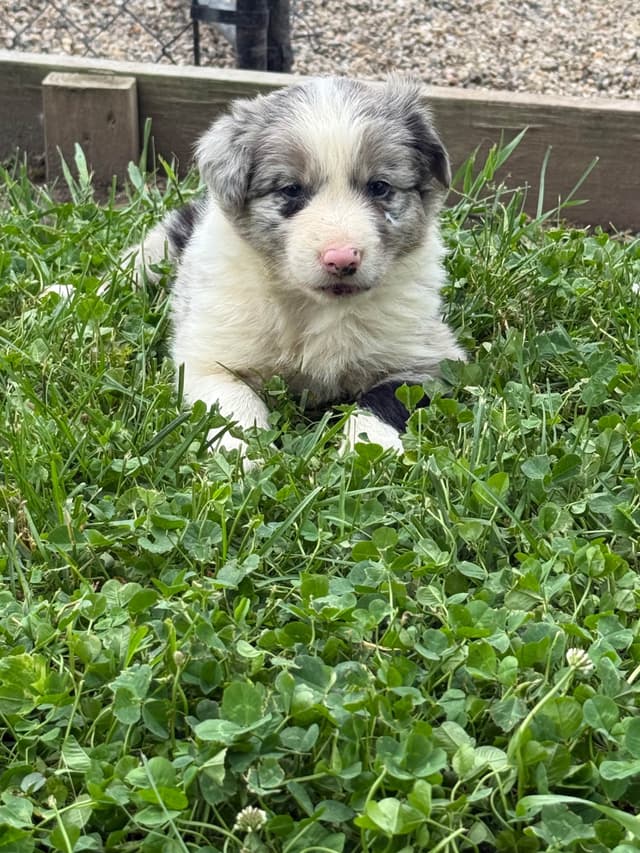 Border Collie Puppies media 7