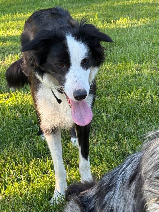 Border Collie Puppies media 2